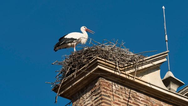 No llegan por casualidad: el verdadero significado de los nidos de cigüeña en casas e iglesias - El motivo real por el que las cigüeñas prefieren campanarios y tejados