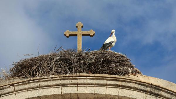 No llegan por casualidad: el verdadero significado de los nidos de cigüeña en casas e iglesias - Los gigantescos nidos de cigüeña pueden poner en riesgo edificios históricos