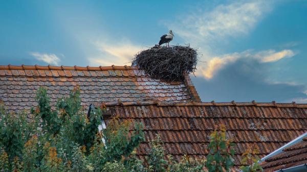 No llegan por casualidad: el verdadero significado de los nidos de cigüeña en casas e iglesias - Ver cigüeñas cerca de una casa tiene un significado cultural y ecológico