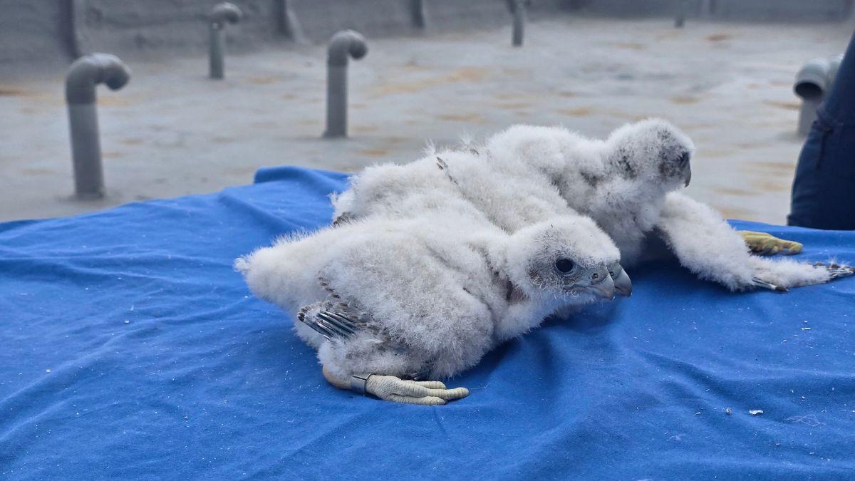 Hallazgo inesperado en Madrid: tres crías de halcón peregrino en la azotea del Hospital 12 de Octubre