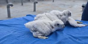 Hallazgo inesperado en Madrid: tres crías de halcón peregrino en la azotea del Hospital 12 de Octubre
