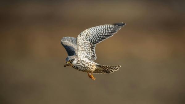 Hallazgo inesperado en Madrid: tres crías de halcón peregrino en la azotea del Hospital 12 de Octubre - La increíble recuperación del halcón peregrino en las ciudades españolas
