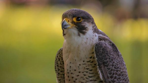 Hallazgo inesperado en Madrid: tres crías de halcón peregrino en la azotea del Hospital 12 de Octubre - Madrid, una ciudad cada vez más importante para la reproducción de halcones peregrinos