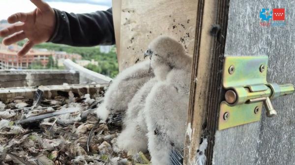 Hallazgo inesperado en Madrid: tres crías de halcón peregrino en la azotea del Hospital 12 de Octubre - Nacen tres nuevas crías de halcón peregrino en pleno Madrid