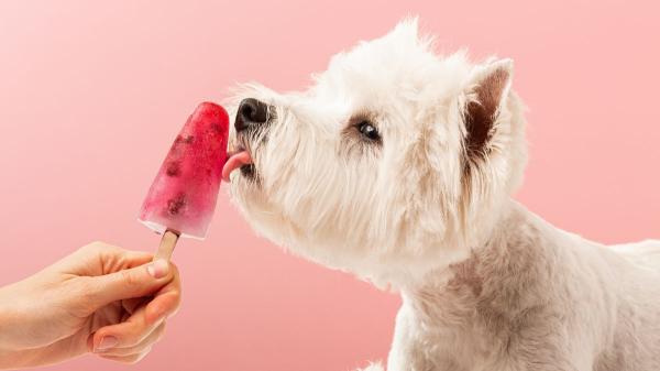 Los veterinarios lo confirman: “El helado para perros más saludable se hace con kéfir y fruta troceada” - Así hacen helados caseros para perros los expertos en nutrición canina