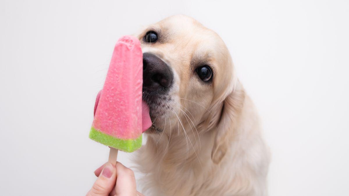 Los veterinarios lo confirman: “El helado para perros más saludable se hace con kéfir y fruta troceada”