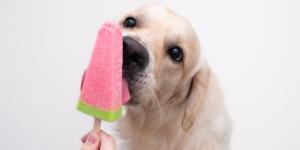 Los veterinarios lo confirman: “El helado para perros más saludable se hace con kéfir y fruta troceada”