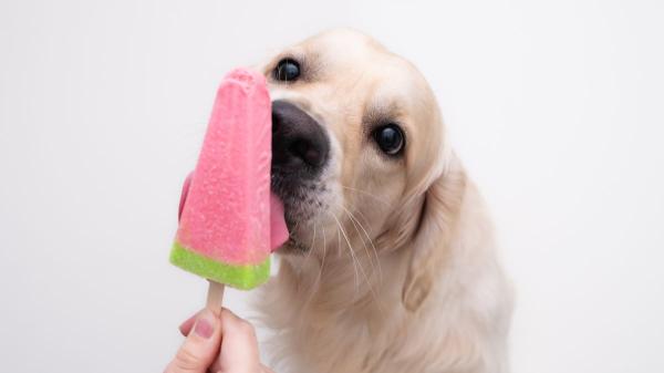 Los veterinarios lo confirman: “El helado para perros más saludable se hace con kéfir y fruta troceada”