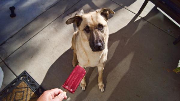 Los veterinarios lo confirman: “El helado para perros más saludable se hace con kéfir y fruta troceada” - No todas las frutas son seguras: estas son las que más recomiendan los expertos y las que debes evitar