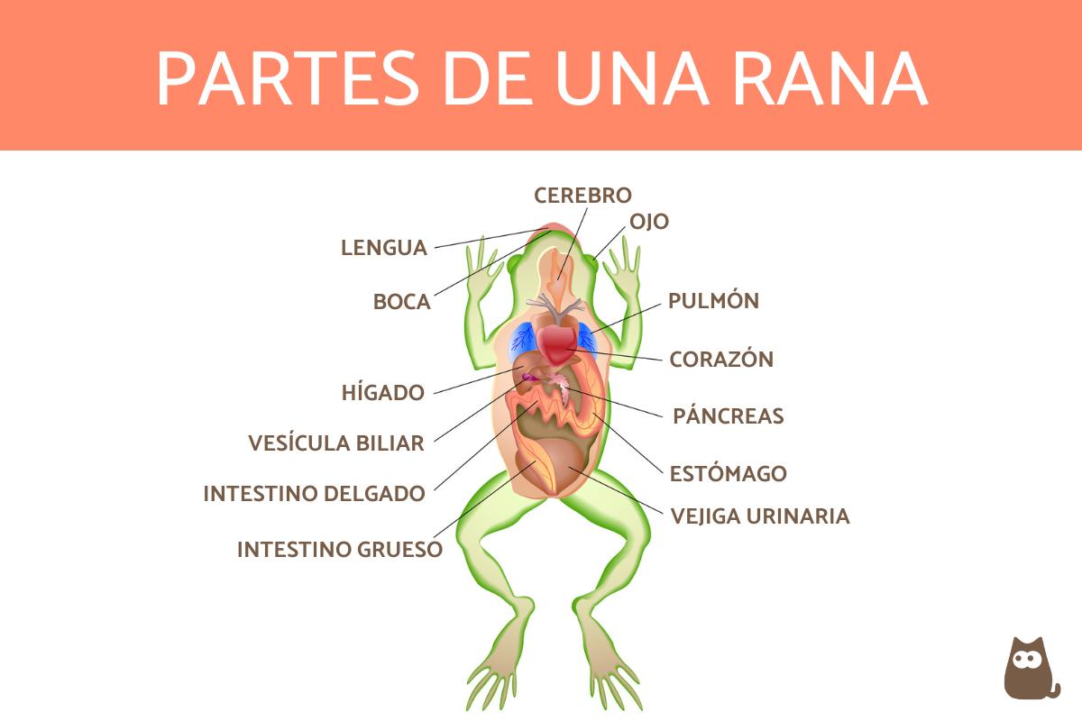 Partes de una rana