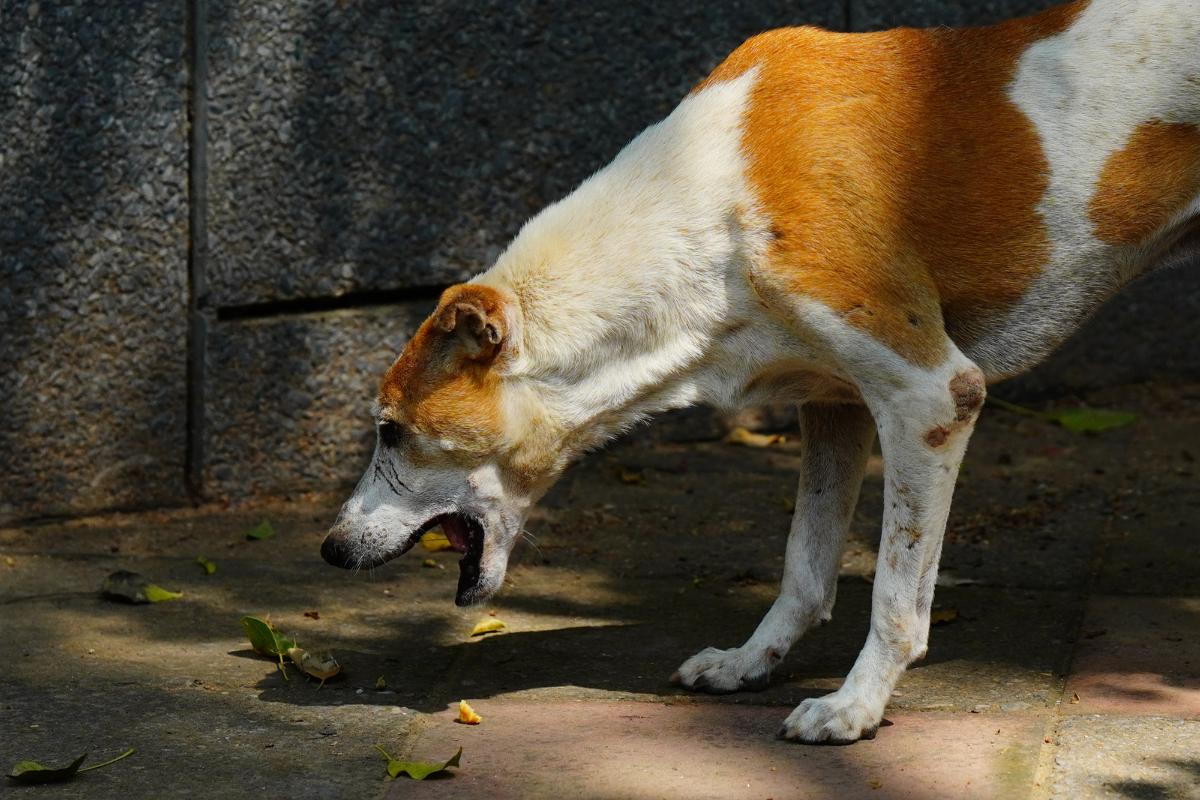 Vómito marrón en perros: causas y tratamiento