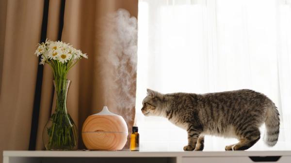 Ni el friegasuelos ni el limpiacristales: los elementos comunes en casa que más intoxican a los gatos sin que te des cuenta - Ambientadores y aceites esenciales: un riesgo invisible para los gatos