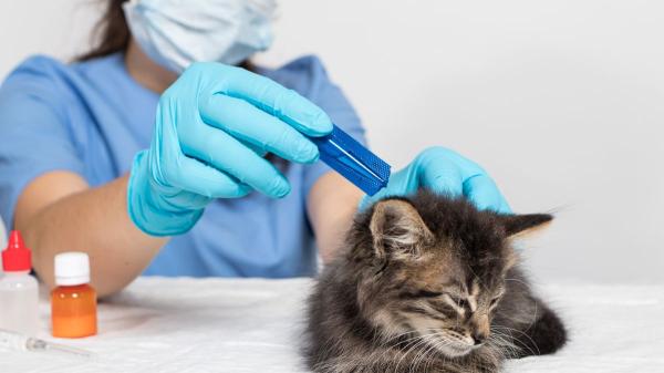 Ni el friegasuelos ni el limpiacristales: los elementos comunes en casa que más intoxican a los gatos sin que te des cuenta - Insecticidas y otros productos contra los insectos: las permetrinas son especialmente tóxicas para ellos