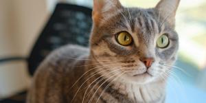 Ni el friegasuelos ni el limpiacristales: los elementos comunes en casa que más intoxican a los gatos sin que te des cuenta