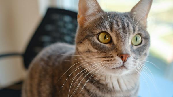 Ni el friegasuelos ni el limpiacristales: los elementos comunes en casa que más intoxican a los gatos sin que te des cuenta