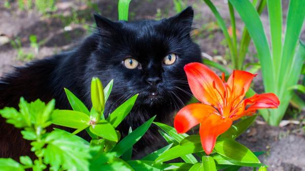 Ni el friegasuelos ni el limpiacristales: los elementos comunes en casa que más intoxican a los gatos sin que te des cuenta - Plantas decorativas muy habituales en los hogares: azalea, lirio o poto pueden ser letales para los gatos