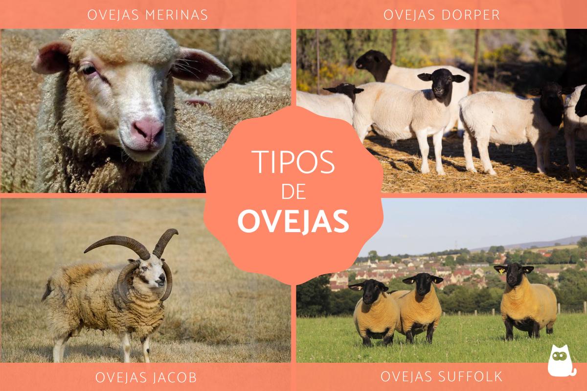 Tipos de oveja