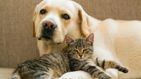 “Perros y gatos también sufren estrés postraumático”: los veterinarios crean una guía para saber cómo actuar en caso de evacuación por incendio - Así se cuida del bienestar emocional de los animales en una emergencia, según los expertos