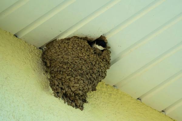 Nido de golondrina: cómo lo hacen y dónde - ¿Cómo hace el nido una golondrina?