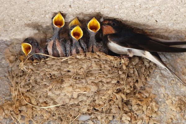Nido de golondrina: cómo lo hacen y dónde - ¿Con qué materiales construyen su nido las golondrinas?