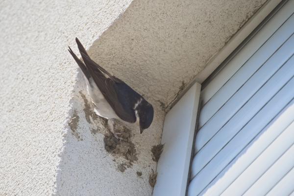 Nido de golondrina: cómo lo hacen y dónde - ¿Cuánto tarda una golondrina en hacer su nido?