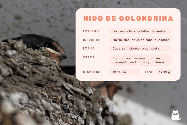 Nido de golondrina: cómo lo hacen y dónde