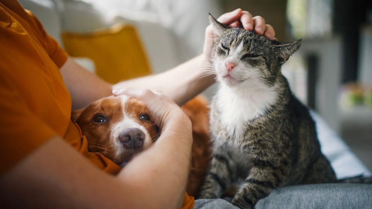 “Perros y gatos también sufren estrés postraumático”: los veterinarios crean una guía para saber cómo actuar en caso de evacuación por incendio