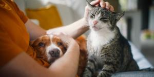 “Perros y gatos también sufren estrés postraumático”: los veterinarios crean una guía para saber cómo actuar en caso de evacuación por incendio