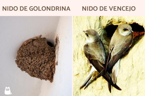 Nido de golondrina: cómo lo hacen y dónde - ¿Qué diferencia hay en el nido de golondrina y el de vencejo?