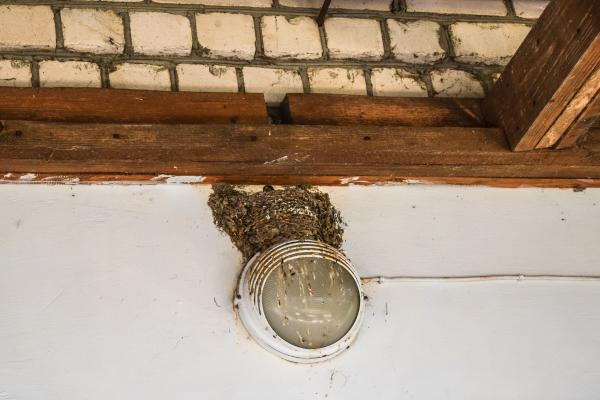 Nido de golondrina: cómo lo hacen y dónde - ¿Qué hacer si tengo un nido de golondrina en casa?