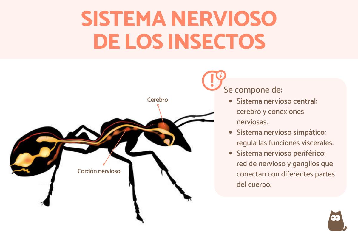 Sistema nervioso de los insectos