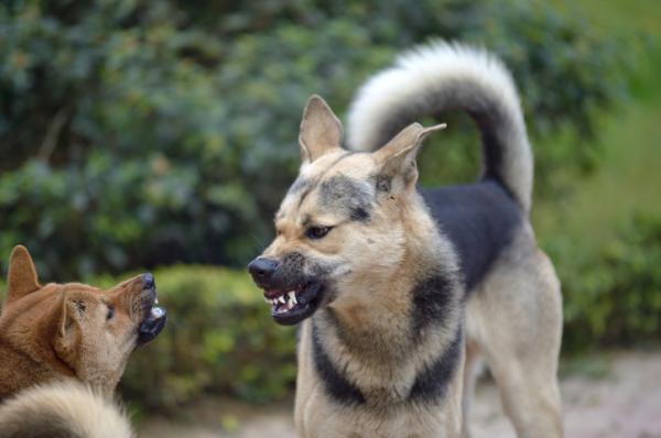 ¿Cómo hacer que dos perros machos no se peleen?