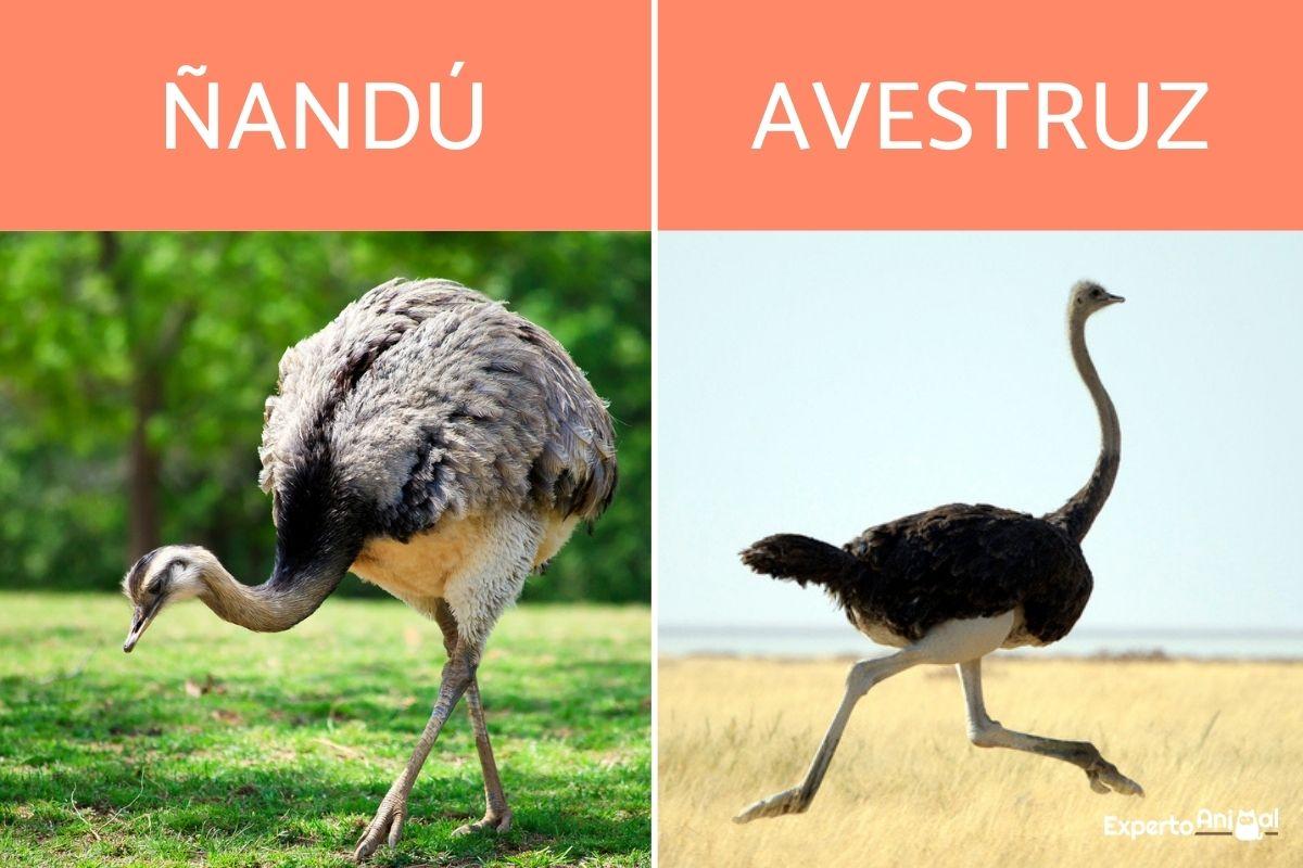 Diferencias entre ñandú y avestruz