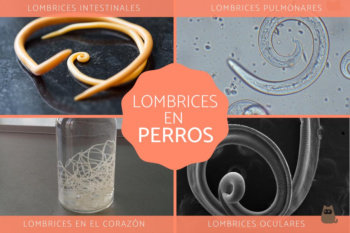 Tipos de lombrices en perros - Síntomas y tratamientos