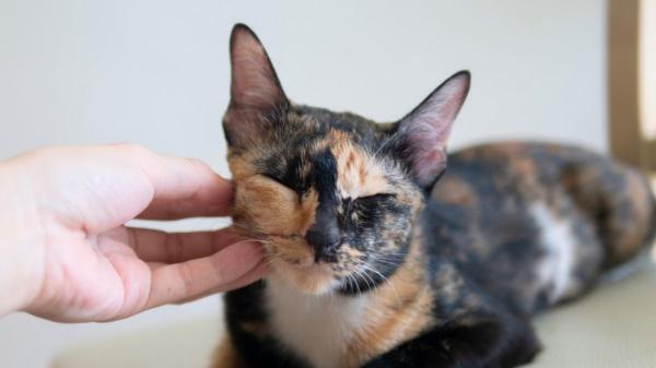 Los veterinarios están de acuerdo: “Para evitar que un gato muerda, hay que acariciarlo en la cabeza o las mejillas y hacer pausas breves” - Así debes acariciar a tu gato para que disfrute del contacto y no se sienta incómodo