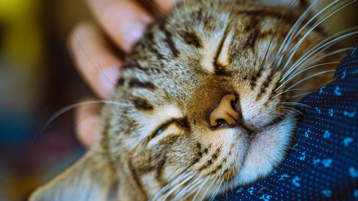 Los veterinarios están de acuerdo: “Para evitar que un gato muerda, hay que acariciarlo en la cabeza o las mejillas y hacer pausas breves”