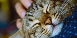 Los veterinarios están de acuerdo: “Para evitar que un gato muerda, hay que acariciarlo en la cabeza o las mejillas y hacer pausas breves”