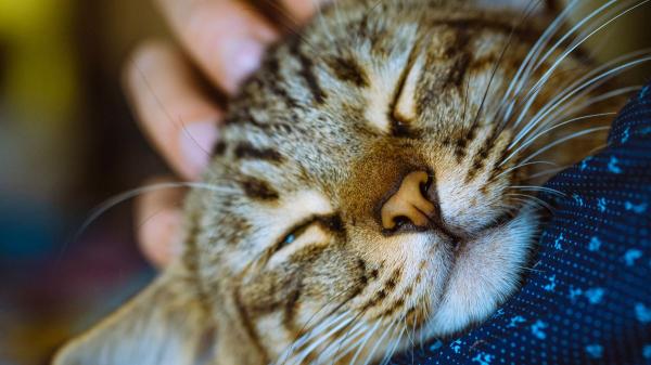 Los veterinarios están de acuerdo: “Para evitar que un gato muerda, hay que acariciarlo en la cabeza o las mejillas y hacer pausas breves”