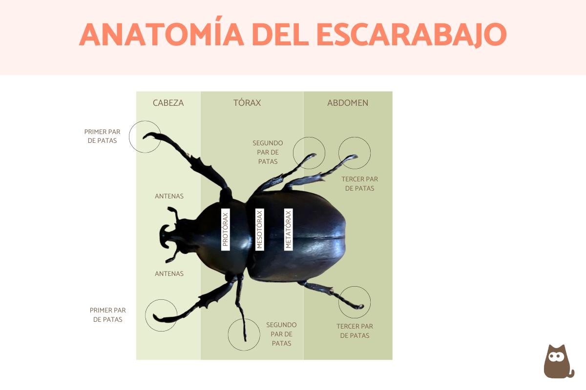 Partes de un escarabajo