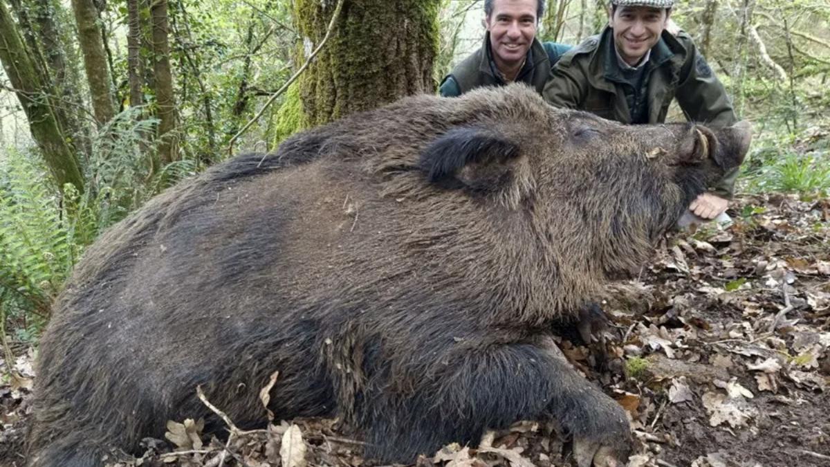 Qué son los vakamulos y por qué viven en Galicia