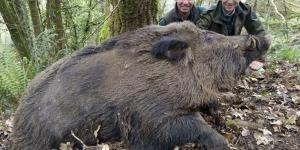 Qué son los vakamulos y por qué viven en Galicia
