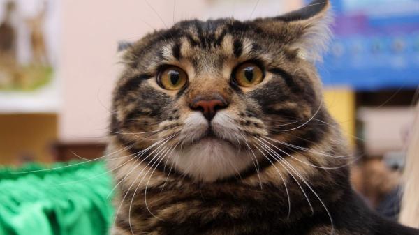 Los veterinarios están de acuerdo: “Para evitar que un gato muerda, hay que acariciarlo en la cabeza o las mejillas y hacer pausas breves” - Un estudio demuestra que respetar los límites del gato mejora la interacción con las personas