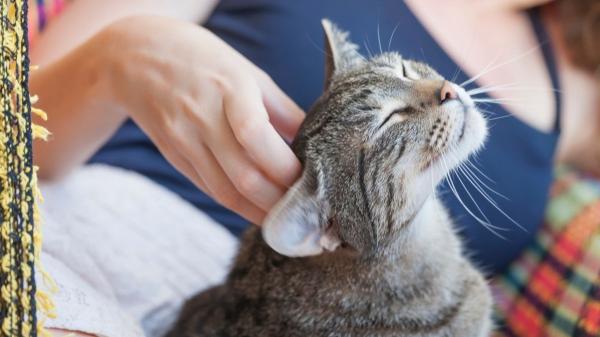 Si tu gato te ignora a veces no es para castigarte: la ciencia revela la verdadera razón por la que finge no escucharte - La ciencia confirma que los gatos sí forman vínculos de apego