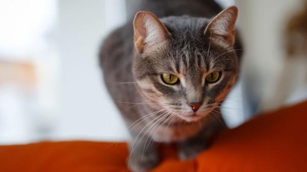 Si tu gato te ignora a veces no es para castigarte: la ciencia revela la verdadera razón por la que finge no escucharte - No es falta de cariño: su cerebro está programado para priorizar (y tú no siempre eres lo primero)