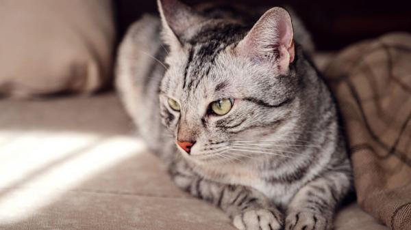 Si tu gato te ignora a veces no es para castigarte: la ciencia revela la verdadera razón por la que finge no escucharte - ¿Por qué prefiere ignorarte? Las razones científicas detrás de su “indiferencia”