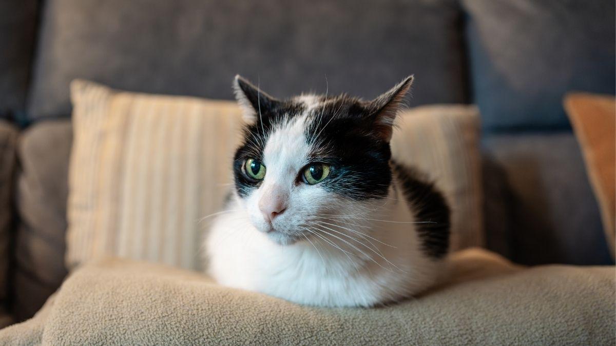 Si tu gato te ignora a veces no es para castigarte: la ciencia revela la verdadera razón por la que finge no escucharte