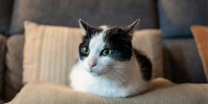 Si tu gato te ignora a veces no es para castigarte: la ciencia revela la verdadera razón por la que finge no escucharte