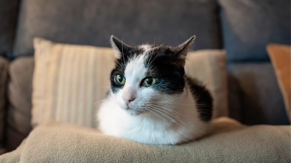 Si tu gato te ignora a veces no es para castigarte: la ciencia revela la verdadera razón por la que finge no escucharte