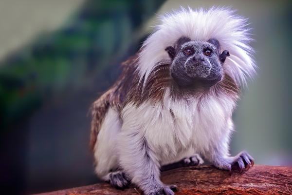 Animales en peligro de extinción en Colombia - 2. Tití cabeciblanco (Saguinus oedipus)