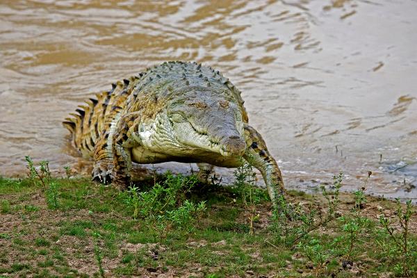 Animales en peligro de extinción en Colombia - 4. Caimán del Orinoco (Crocodylus intermedius)